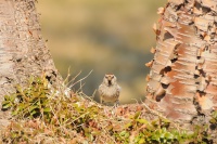 Cecetka belava - Acanthis hornemanni - Arctic Redpoll 1104